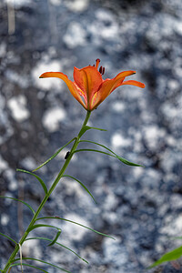 Lilium bulbiferum var. croceum (Liliaceae)  - Lis safrané, Lis faux safran Provincia di Trento [Italie] 27/06/2019 - 850m