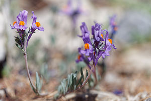 Linaria alpina (Plantaginaceae)  - Linaire des Alpes Hautes-Alpes [France] 25/06/2019 - 2000m