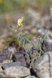 Linaria supina (Plantaginaceae)  - Linaire couchée - Prostrate Toadflax Hautes-Alpes [France] 24/06/2019 - 1720m