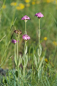 Lychnis flos-jovis (Caryophyllaceae)  - Lychnide fleur-de-Jupiter, Lychnis fleur-de-Jupiter, oeil-de-Dieu - Flower-of-Jove Hautes-Alpes [France] 24/06/2019 - 1730m