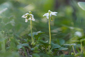 Moneses uniflora (Ericaceae)  - Monésès à une fleur, Pyrole uniflore, Pyrole à une fleur - One-flowered Wintergreen Provincia di Trento [Italie] 29/06/2019 - 1640m