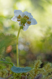 Moneses uniflora (Ericaceae)  - Monésès à une fleur, Pyrole uniflore, Pyrole à une fleur - One-flowered Wintergreen Provincia di Trento [Italie] 29/06/2019 - 1640m