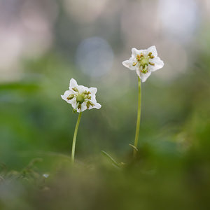 Moneses uniflora (Ericaceae)  - Monésès à une fleur, Pyrole uniflore, Pyrole à une fleur - One-flowered Wintergreen Provincia di Trento [Italie] 29/06/2019 - 1640m