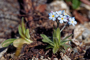 Myosotis alpestris (Boraginaceae)  - Myosotis alpestre, Myosotis des Alpes - Alpine Forget-me-not Hautes-Alpes [France] 23/06/2019 - 2160m