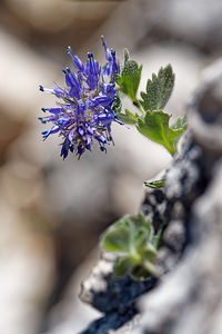 Paederota bonarota (Plantaginaceae)  Haut-Adige [Italie] 30/06/2019 - 2160m