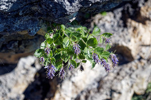 Paederota bonarota (Plantaginaceae)  Haut-Adige [Italie] 30/06/2019 - 2160m