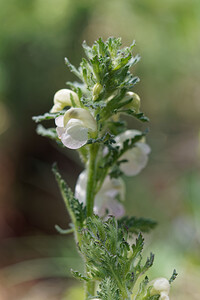 Pedicularis gyroflexa (Orobanchaceae)  - Pédiculaire arquée, Pédiculaire fasciculée Hautes-Alpes [France] 25/06/2019 - 2130m