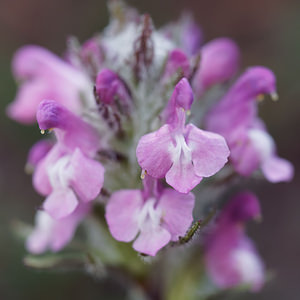 Pedicularis rosea (Orobanchaceae)  - Pédiculaire rose Haut-Adige [Italie] 30/06/2019 - 2210m