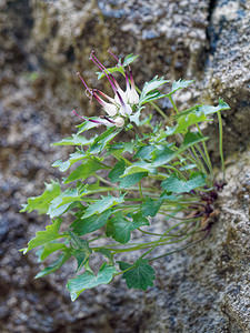 Physoplexis comosa (Campanulaceae)  - Devils Claw, Tufted Horned Rampion Brescia [Italie] 27/06/2019 - 690m