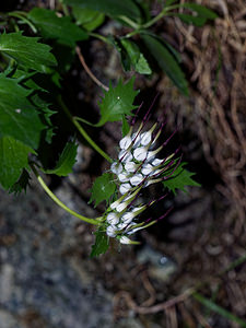 Physoplexis comosa (Campanulaceae)  - Devils Claw, Tufted Horned Rampion Brescia [Italie] 27/06/2019 - 700m