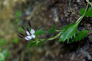 Physoplexis comosa (Campanulaceae)  - Devils Claw, Tufted Horned Rampion Brescia [Italie] 27/06/2019 - 700m