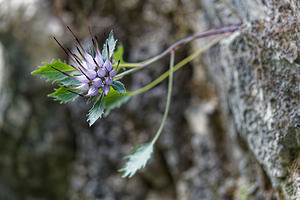 Physoplexis comosa (Campanulaceae)  - Devils Claw, Tufted Horned Rampion Provincia di Trento [Italie] 27/06/2019 - 760m