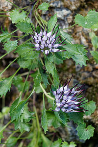 Physoplexis comosa (Campanulaceae)  - Devils Claw, Tufted Horned Rampion Provincia di Trento [Italie] 27/06/2019 - 770m