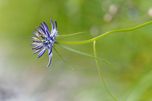 Phyteuma scheuchzeri (Campanulaceae)  - Raiponce de Scheuchzer - Oxford Rampion Brescia [Italie] 27/06/2019 - 590m