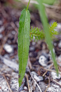 Phyteuma scheuchzeri (Campanulaceae)  - Raiponce de Scheuchzer - Oxford Rampion Brescia [Italie] 27/06/2019 - 590m