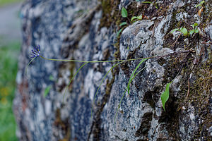 Phyteuma scheuchzeri (Campanulaceae)  - Raiponce de Scheuchzer - Oxford Rampion Provincia di Trento [Italie] 27/06/2019 - 840m