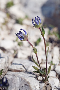 Phyteuma sieberi (Campanulaceae)  - Raiponce de Sieber Haut-Adige [Italie] 30/06/2019 - 2170m