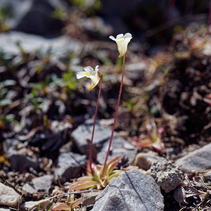 Pinguicula alpina (Lentibulariaceae)  - Grassette des Alpes - Alpine Butterwort Hautes-Alpes [France] 25/06/2019 - 2200m