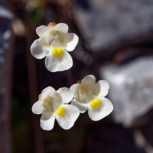 Pinguicula alpina (Lentibulariaceae)  - Grassette des Alpes - Alpine Butterwort Hautes-Alpes [France] 25/06/2019 - 2200m