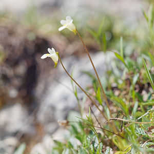 Pinguicula alpina (Lentibulariaceae)  - Grassette des Alpes - Alpine Butterwort Haut-Adige [Italie] 30/06/2019 - 2170m