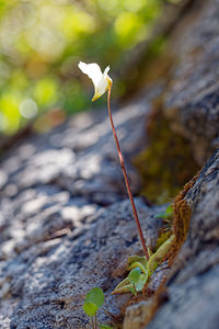 Pinguicula alpina (Lentibulariaceae)  - Grassette des Alpes - Alpine Butterwort Haut-Adige [Italie] 30/06/2019 - 2170m