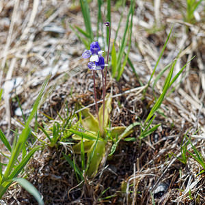 Pinguicula reichenbachiana (Lentibulariaceae)  - Grassette de Reichenbach Coni [Italie] 26/06/2019 - 2070m