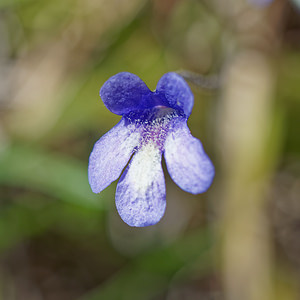 Pinguicula reichenbachiana (Lentibulariaceae)  - Grassette de Reichenbach Coni [Italie] 26/06/2019 - 2070m