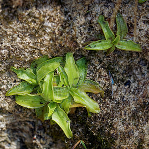 Pinguicula vulgaris (Lentibulariaceae)  - Grassette commune, Grassette vulgaire - Common Butterwort Brescia [Italie] 27/06/2019 - 970m