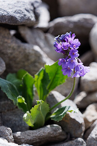 Primula latifolia subsp. graveolens (Primulaceae)  - Primevère odorante Hautes-Alpes [France] 24/06/2019 - 2250m