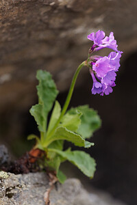 Primula latifolia subsp. graveolens (Primulaceae)  - Primevère odorante Hautes-Alpes [France] 24/06/2019 - 2370m