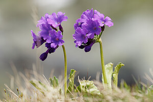 Primula latifolia subsp. graveolens (Primulaceae)  - Primevère odorante Hautes-Alpes [France] 24/06/2019 - 2390m