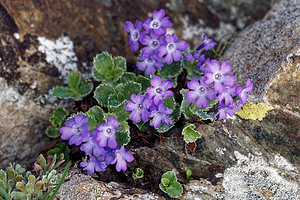 Primula marginata (Primulaceae)  - Primevère marginée Coni [Italie] 26/06/2019 - 2660m