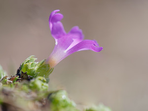 Primula minima (Primulaceae)  - Primevère naine Provincia di Trento [Italie] 29/06/2019 - 2530m
