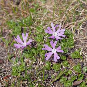 Primula minima (Primulaceae)  - Primevère naine Provincia di Trento [Italie] 29/06/2019 - 2510m