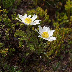 Pulsatilla alpina (Ranunculaceae)  - Pulsatille des Alpes, Anémone des Alpes Hautes-Alpes [France] 24/06/2019 - 2370m