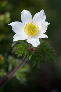 Pulsatilla alpina (Ranunculaceae)  - Pulsatille des Alpes, Anémone des Alpes Hautes-Alpes [France] 24/06/2019 - 2370m