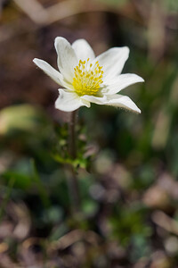 Pulsatilla alpina (Ranunculaceae)  - Pulsatille des Alpes, Anémone des Alpes Provincia di Trento [Italie] 29/06/2019 - 2240m