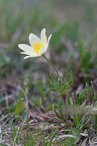 Pulsatilla alpina subsp. apiifolia (Ranunculaceae)  - Pulsatille soufrée, Anémone soufrée, Pulsatille à feuilles d'ache, Anémone à feuilles d'ache Provincia di Trento [Italie] 29/06/2019 - 2490m