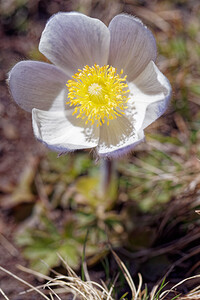 Pulsatilla vernalis (Ranunculaceae)  - Pulsatille printanière, Pulsatille de printemps, Anémone printanière, Anémone de printemps Savoie [France] 23/06/2019 - 2590m