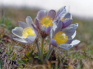 Pulsatilla vernalis (Ranunculaceae)  - Pulsatille printanière, Pulsatille de printemps, Anémone printanière, Anémone de printemps Savoie [France] 23/06/2019 - 2590m