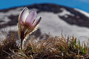 Pulsatilla vernalis (Ranunculaceae)  - Pulsatille printanière, Pulsatille de printemps, Anémone printanière, Anémone de printemps Savoie [France] 23/06/2019 - 2590m