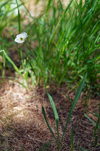 Ranunculus kuepferi (Ranunculaceae)  - Renoncule de Küpfer Hautes-Alpes [France] 25/06/2019 - 2160m