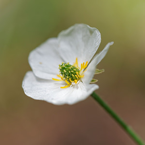 Ranunculus kuepferi (Ranunculaceae)  - Renoncule de Küpfer Hautes-Alpes [France] 25/06/2019 - 2160m