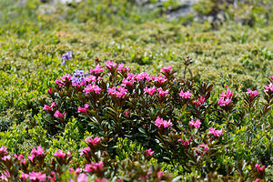 Rhododendron ferrugineum (Ericaceae)  - Rhododendron ferrugineux, Laurier-rose des Alpes - Alpenrose Hautes-Alpes [France] 24/06/2019 - 2270m