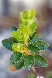 Rhododendron hirsutum (Ericaceae)  - Rhododendron hirsute, Rhododendron poilu, Rhododendron cilié, Rhododendron hérissé Haut-Adige [Italie] 30/06/2019 - 2160m