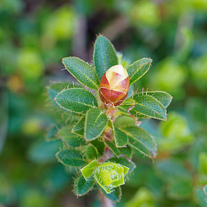 Rhododendron hirsutum (Ericaceae)  - Rhododendron hirsute, Rhododendron poilu, Rhododendron cilié, Rhododendron hérissé Haut-Adige [Italie] 30/06/2019 - 2160m