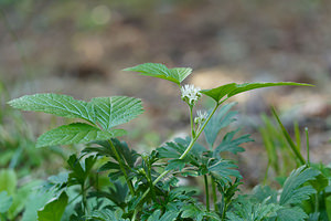 Rubus saxatilis (Rosaceae)  - Ronce des rochers - Stone Bramble Provincia di Trento [Italie] 29/06/2019 - 1640m