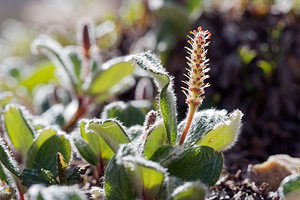 Salix reticulata (Salicaceae)  - Saule réticulé, Saule à réseau, Saule à feuilles réticulées - Net-leaved Willow Hautes-Alpes [France] 25/06/2019 - 2200m