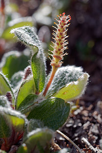 Salix reticulata (Salicaceae)  - Saule réticulé, Saule à réseau, Saule à feuilles réticulées - Net-leaved Willow Hautes-Alpes [France] 25/06/2019 - 2200m