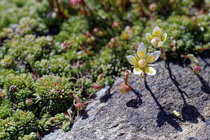 Saxifraga bryoides (Saxifragaceae)  - Saxifrage faux bryum, Saxifrage d'Auvergne Coni [Italie] 26/06/2019 - 2660m